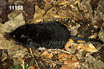 Condylura cristata, Star-nosed Mole